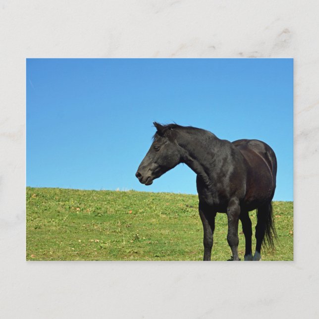 Schwarzhorn-Postkarte Postkarte (Vorderseite)