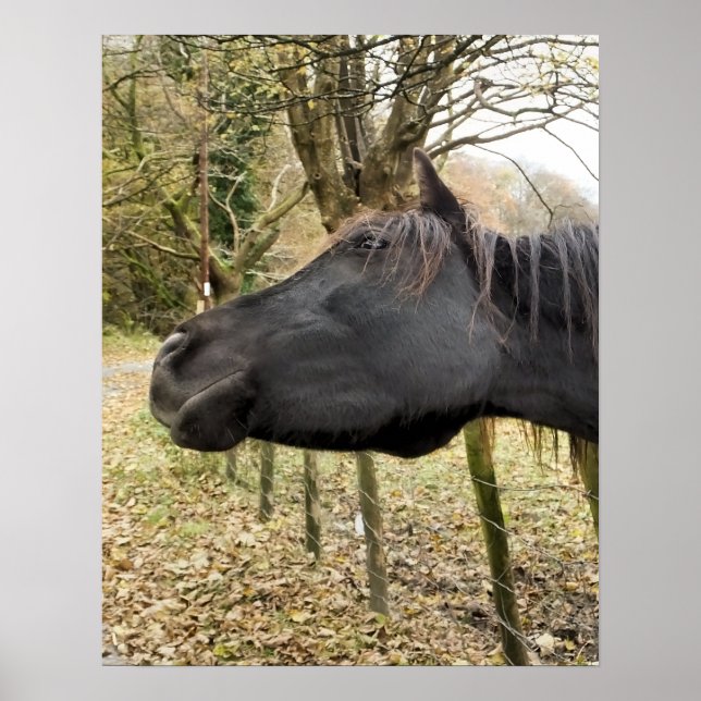 SCHWARZHORSE POSTER (Vorne)