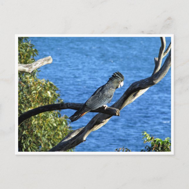 Schwarzkakadu Postkarte (Vorderseite)