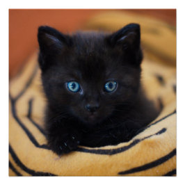 Schwarzkatzenglanz-Poster Poster