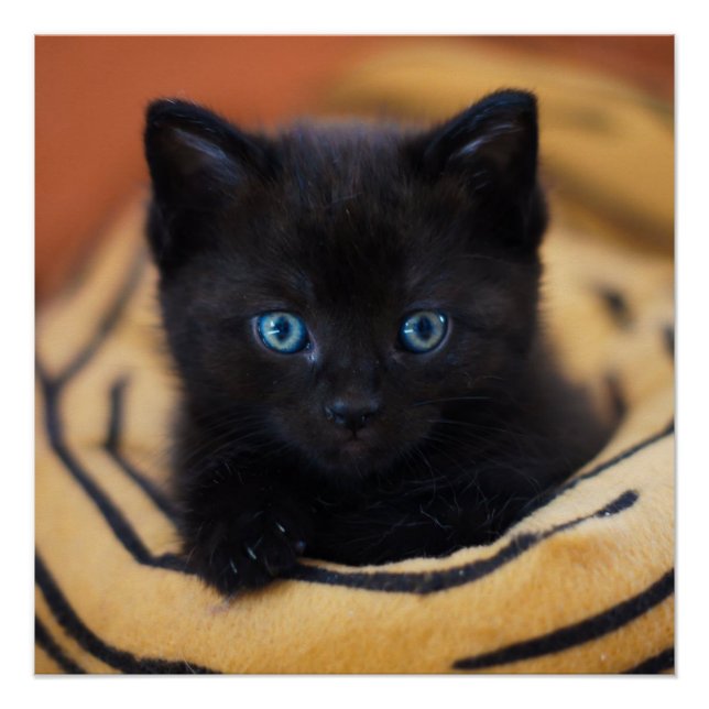 Schwarzkatzenglanz-Poster Poster (Vorderseite)