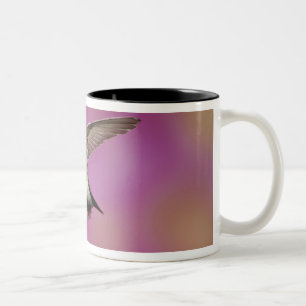 Schwarzkehlkolibri, Archilochus Zweifarbige Tasse