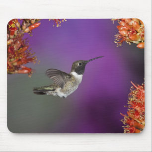 Schwarzkehlnymphe, Archilochus alexandri, Mousepad