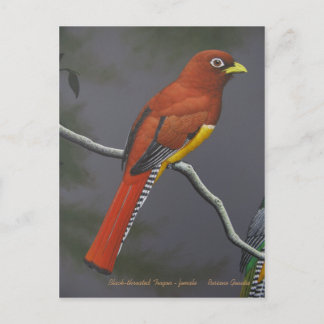 Schwarzkehltrogon - weiblich postkarte