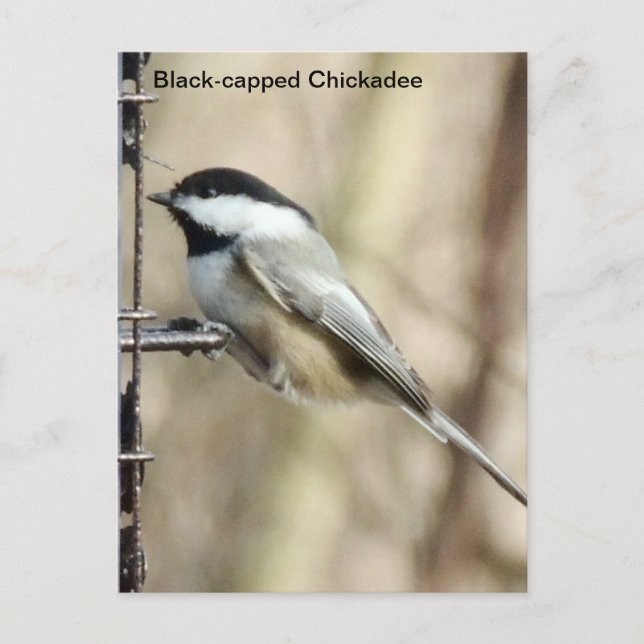 Schwarzkichadelle Postkarte (Vorderseite)