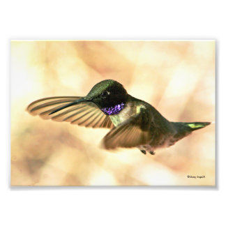 Schwarzkinniger Hummingbird Fotodruck