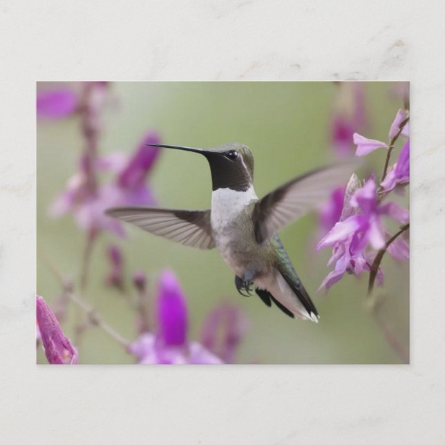Schwarzkinniger Hummingbird im Flugzeug Postkarte (Vorderseite)