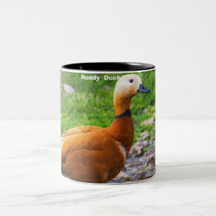 Schwarzkopf-Ruderente Zweifarbige Tasse