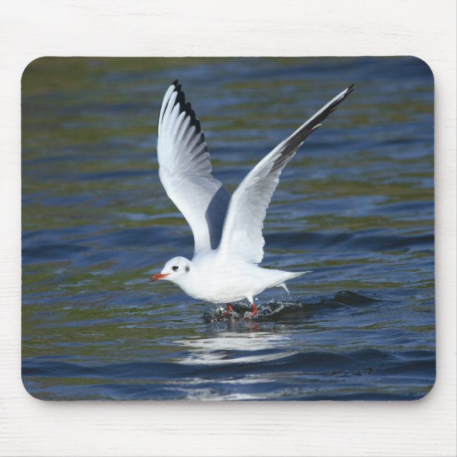 Schwarzköpfige Möve Mousepad (Vorne)
