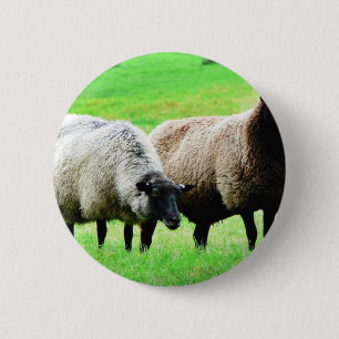 Schwarzköpfige Schafe Button