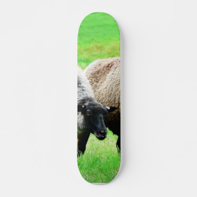 Schwarzköpfige Schafe Skateboard (Vorne)