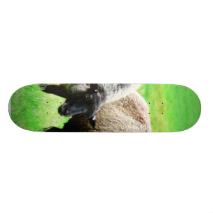 Schwarzköpfige Schafe Skateboard