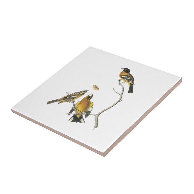 Schwarzköpfiger Grosbeak durch Audubon Fliese (Seite)