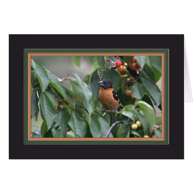 Schwarzköpfiges grosbeak5905 (Vorderseite (Horizontal))