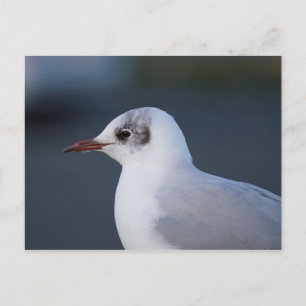 Schwarzkopfmöwe Postkarte