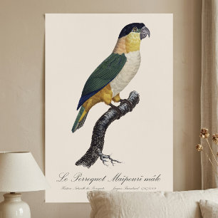 Schwarzkopfpapagei, Pionites Melanocephalus Poster