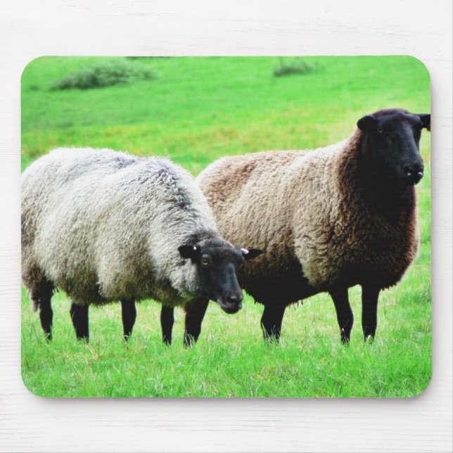 Schwarzkopfschaaf Mousepad (Vorne)
