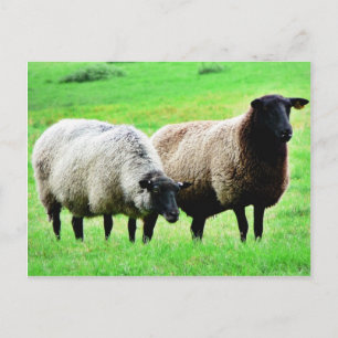 Schwarzkopfschaaf Postkarte
