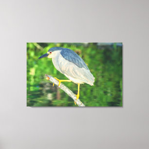 Schwarzkronenheron Leinwanddruck