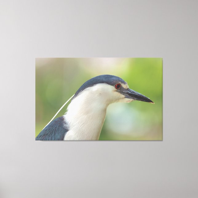 Schwarzkronenheron Leinwanddruck (Vorderseite)
