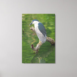Schwarzkronenheron Leinwanddruck