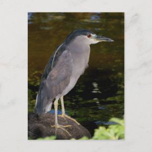 Schwarzkronenheron Postkarte