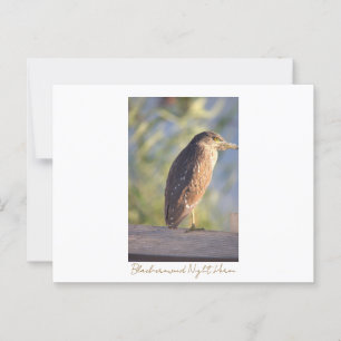 Schwarzkrönte Nachtheron-Postkarte Postkarte