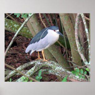 Schwarzkrönter Nachtheron mit Zucht Poster