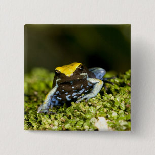 Schwarzohr-Mantella, Mantella expectata, 2 Button