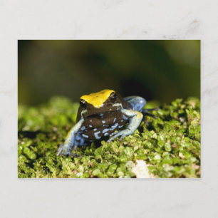 Schwarzohr-Mantella, Mantella expectata, 2 Postkarte