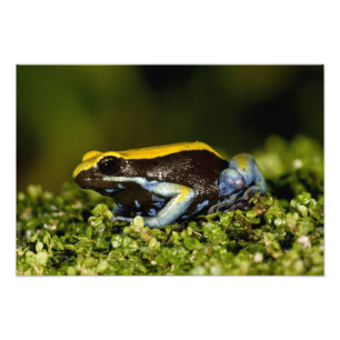 Schwarzohr-Mantella, Mantella expectata, Fotodruck