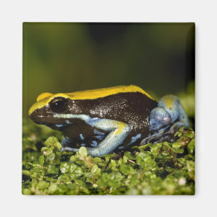 Schwarzohr-Mantella, Mantella expectata, Magnet