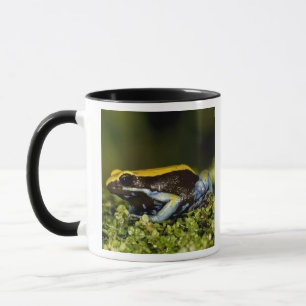 Schwarzohr-Mantella, Mantella expectata, Tasse