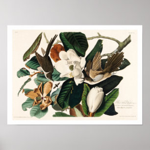 Schwarzschnabelkuckuck von Audubon Poster