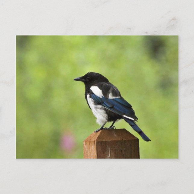 Schwarzschnabelmagpie Postkarte (Vorderseite)