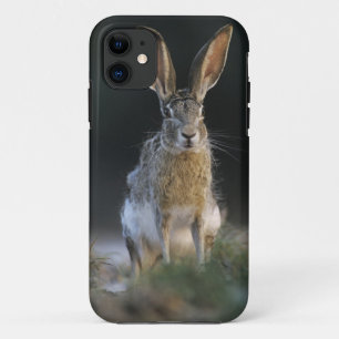 Schwarzschwanz-Hase, Lepus californicus, 2 title_seo2
