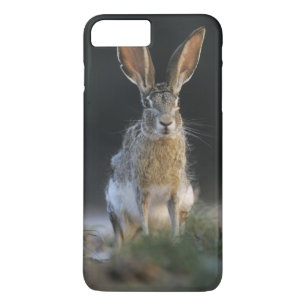 Schwarzschwanz-Hase, Lepus californicus, 2 iPhone 8 Plus/7 Plus Hülle