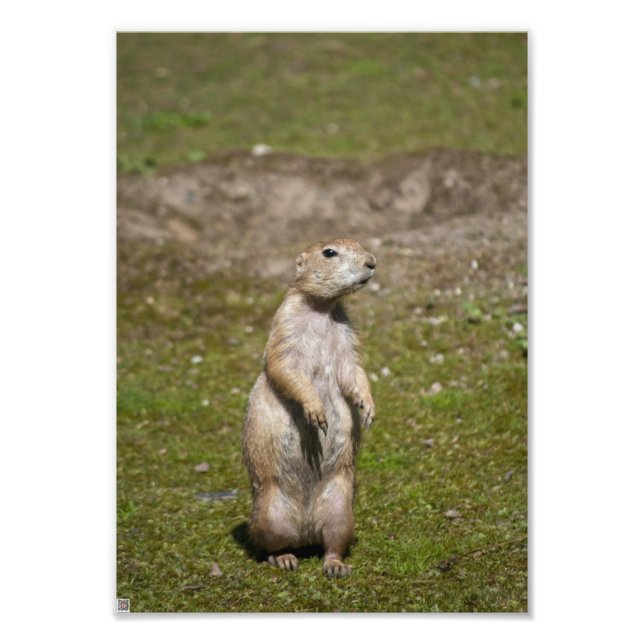 Schwarzschwanz-Präriehund-Wildfotografie Fotodruck (Vorne)
