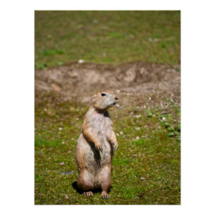Schwarzschwanz-Präriehund-Wildfotografie Poster