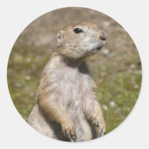 Schwarzschwanz-Präriehund-Wildfotografie Runder Aufkleber