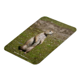 Schwarzschwanz-Präriehund-Wildtierfoto Magnet