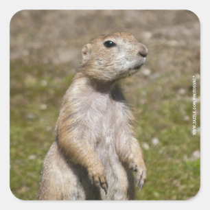 Schwarzschwanz-Präriehund-Wildtierfoto Quadratischer Aufkleber