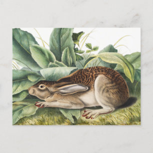 Schwarzschwanzhase (Lepus negricaudatus) Postkarte