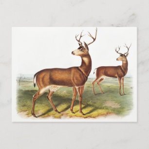 Schwarzschwanzhirsche (Cervus Richardsonii) Postkarte