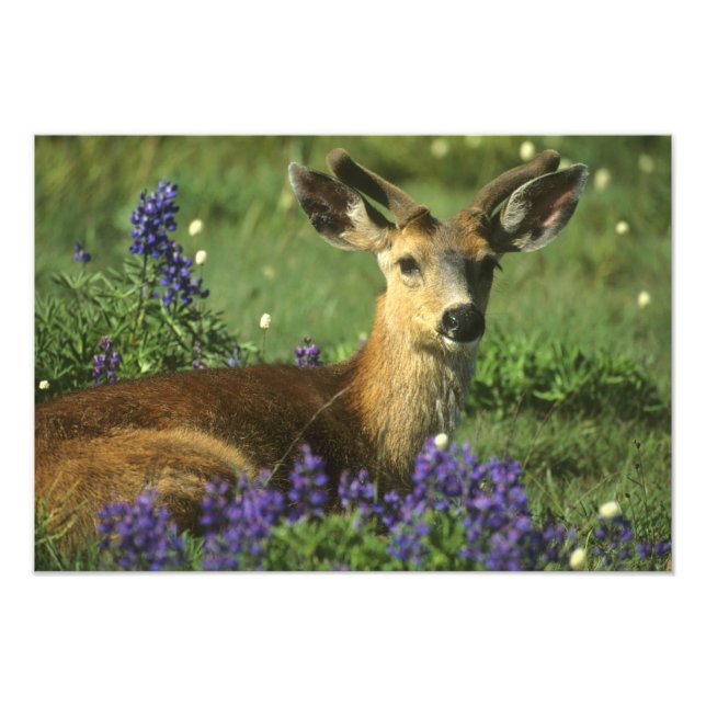 Schwarzschwanzhirsche, Odocoileus hemionus Fotodruck (Vorne)