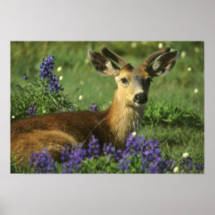 Schwarzschwanzhirsche, Odocoileus hemionus), in Poster
