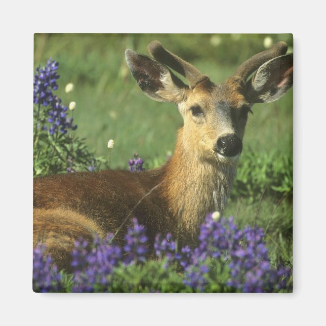 Schwarzschwanzhirsche, Odocoileus hemionus Magnet (Vorne)