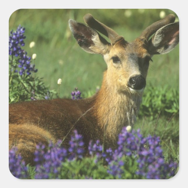 Schwarzschwanzhirsche, Odocoileus hemionus Quadratischer Aufkleber (Vorderseite)