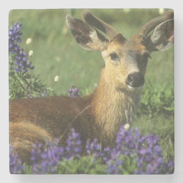 Schwarzschwanzhirsche, Odocoileus hemionus Steinuntersetzer (Vorderseite)