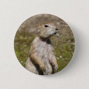 Schwarzschwanzhund Button